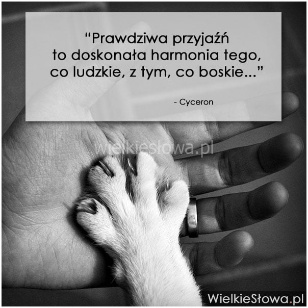 Prawdziwa przyjaźń to doskonała harmonia...
